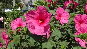 Olbrzymie kwiaty do października? Wrzuć garstkę pod hibiskusa bagiennego