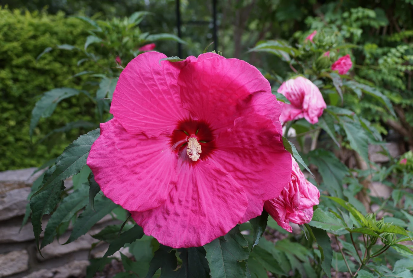 Hibiskus bagienny jest byliną - jego części nadziemne zanikają na zimę. Duży, intensywnie różowy kwiat hibiskusa z wyraźnym żółtym pręcikiem na tle zielonych liści i rozmytej roślinności.