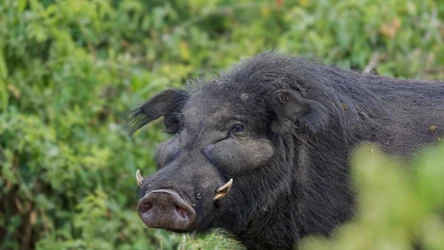Świnia olbrzymia jest mieszkanką serca Afryki