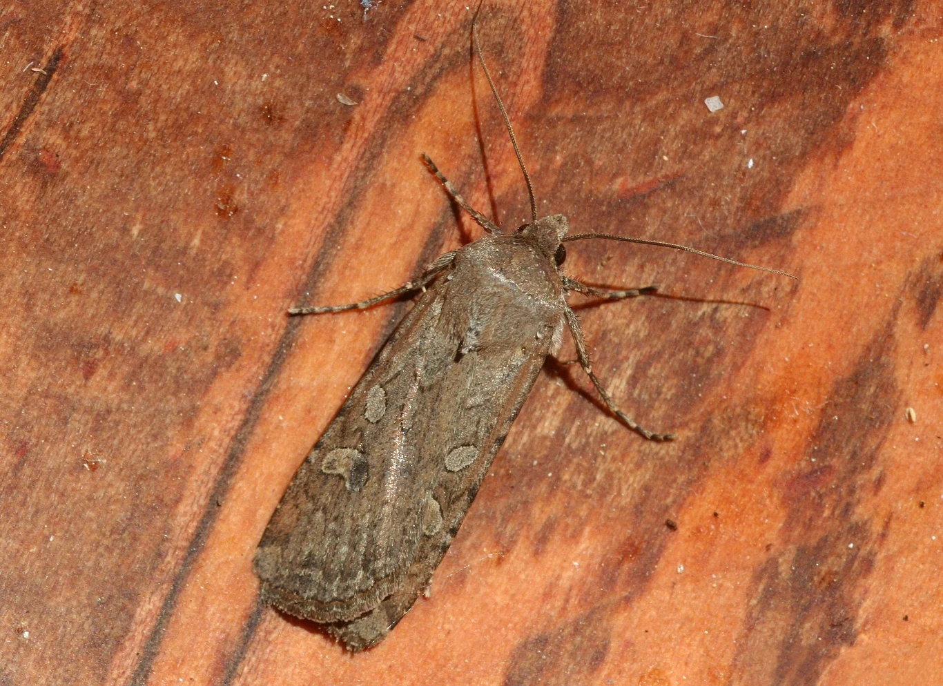 Brązowy motyl nocny o wydłużonych skrzydłach z wyraźnymi, jasnymi plamkami i cienkimi, długimi czułkami siedzi na brązowej, drewnianej powierzchni.