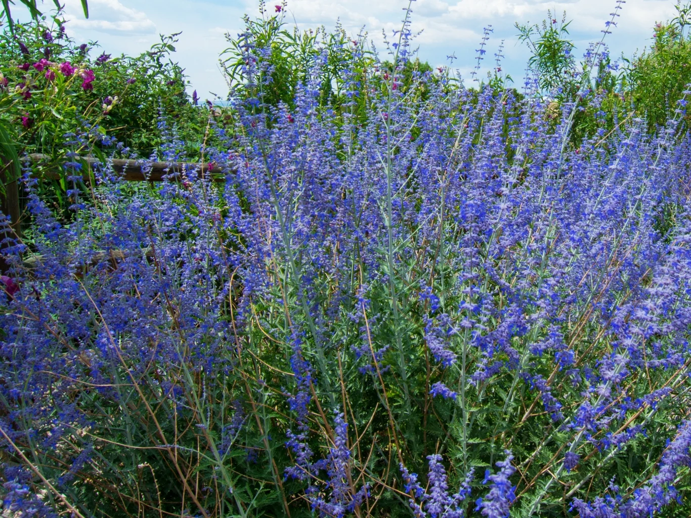 Perovskia łobodolistna to niezwykle efektowny i mało wymagający półkrzew. Na zdjęciu ceniona odmiana 'Blue Spire'. Perowskia łobodolistna 'Blue Spire' z niebiesko-fioletowymi kwiatami, otoczona zielenią roślin ogrodowych.