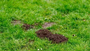 Kret zrył trawnik? Wymieszaj i wlej do kopca, szybko wyniesie się z ogrodu
