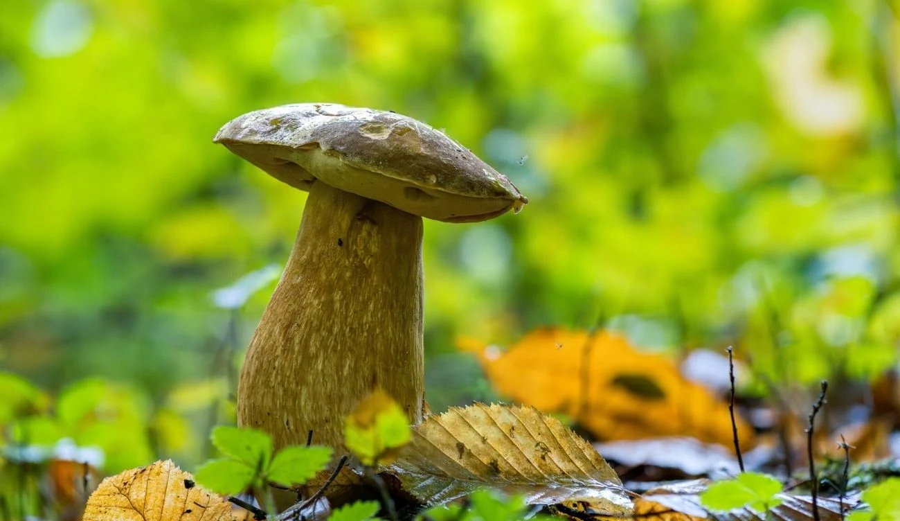 Borowik usiatkowany dla wielu osób jest symbolem początku sezonu na borowiki Borowik usiatkowany rośnie wśród leśnej ściółki, otoczony kolorowymi liśćmi i zielonymi roślinami.