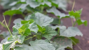 Żadne drożdże czy pokrzywa. Lepszy naturalny nawóz do ogórków za 0 zł
