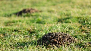 Kret zrył trawnik? Wymieszaj i wlej do kopca, szybko wyniesie się z ogrodu