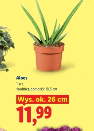 Алое вера Ok.