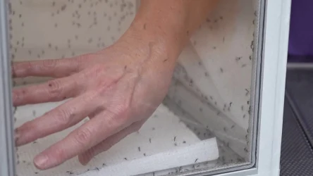 Drapanie się może być bardzo szkodliwe. Zatem dlaczego wciąż to robimy?