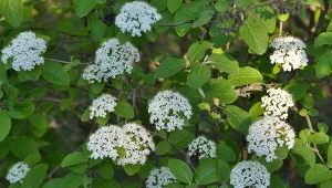Lepsza niż przereklamowany rododendron. Pachnie i nie boi się suszy
