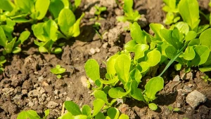 Dobry patent na siew roszponki latem. Kiełkuje prędko i rośnie obficie