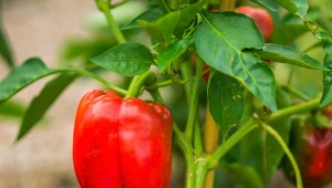 Papierowe plamki na papryce? Przyczyną nie jest choroba ani niedobór