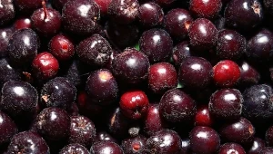 Co jest lepsze aronia czy borówka amerykańska? 