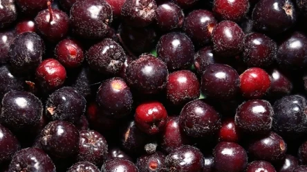 Co jest lepsze aronia czy borówka amerykańska? 
