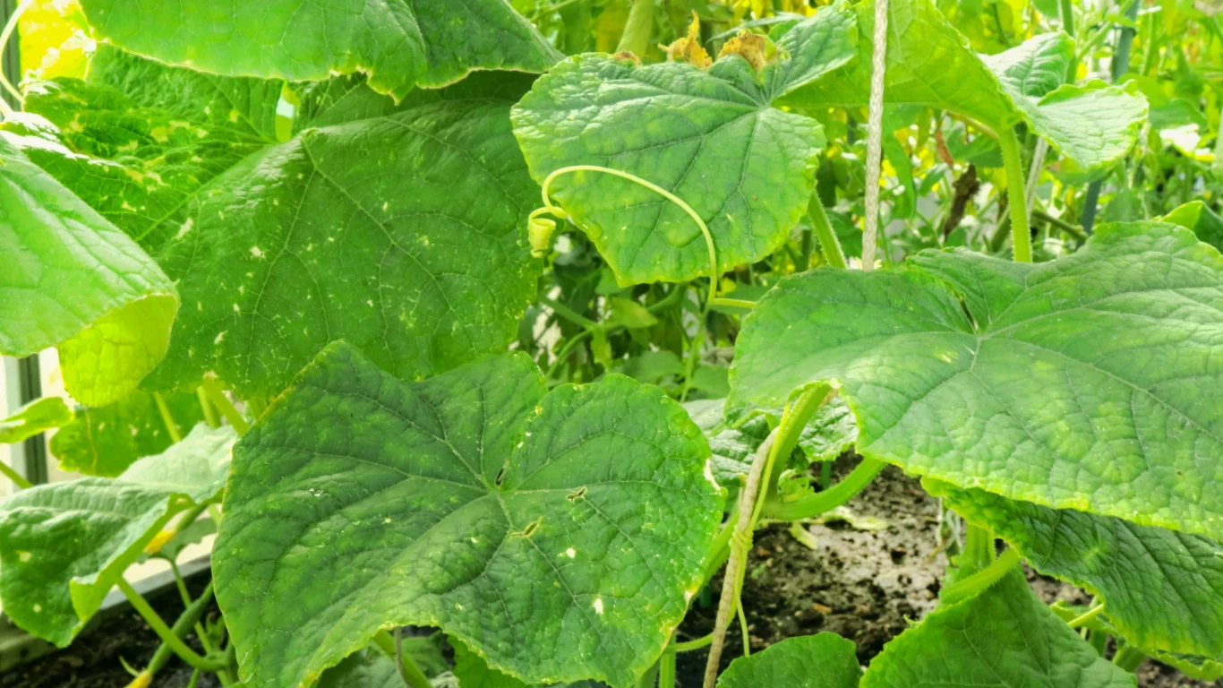 Duże, soczyście zielone liście ogórka z widocznymi charakterystycznymi nerwami i zwiniętymi wąsami wspinaczkowymi, rosnące w jasnym, naturalnym świetle.