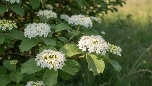 Lepsza niż nudny rododendron. Nie boi się suszy i pachnie z daleka