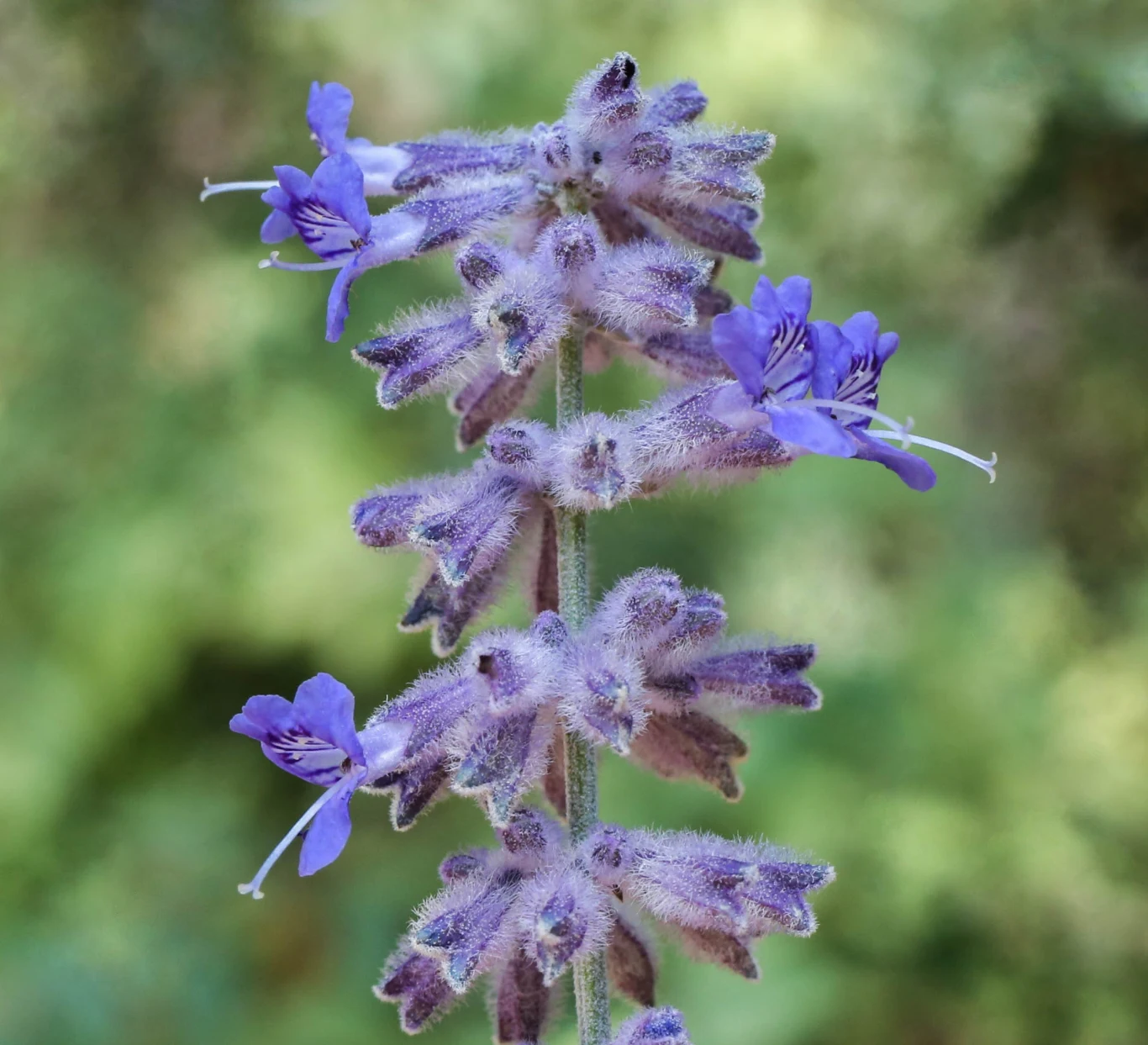 Odmiana Blue Spire perowskii łobodolistnej Fioletowe, pokryte delikatnymi włoskami kwiaty rozmieszczone w okółkach na pionowej łodydze, wyraźnie odcinające się na rozmytym tle.