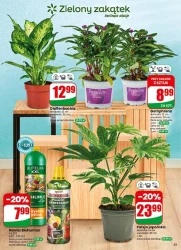 Nowe promocje na każdy dzień - Dino