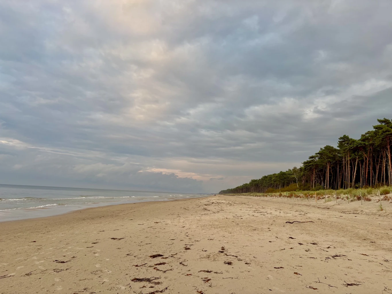 Szeroka, pusta plaża z delikatnymi śladami glonów, spokojne morze po lewej stronie oraz wysoki, gęsty las sosnowy ciągnący się wzdłuż wydmy po prawej.