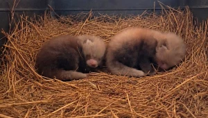 Te dwie małe kuleczki to pandki rude narodzone w poznańskim zoo