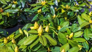 Posadź przy rododendronach. Za rok będą bujne i ukwiecone