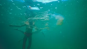 Kostykomeduza śmiercionośna nazywana jest osą morską. Nie bez powodu