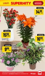 Bogactwo lady - POLOmarket