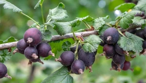 Przytnij co trzy lata i podlej. Jeden krzew wyda nawet 6 kg owoców