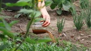 Chwast pomoże ci w ochronie ogrodu latem. Idealny na pędraki i kleszcze