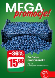 Borówka amerykańska