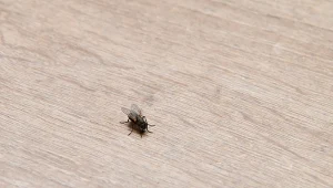 Muchy nie dają ci spokoju? Rozsyp to na blacie i naturalnie odstrasz owady