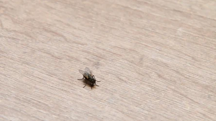 Muchy nie dają ci spokoju? Rozsyp to na blacie, a szybko wyniosą się z kuchni