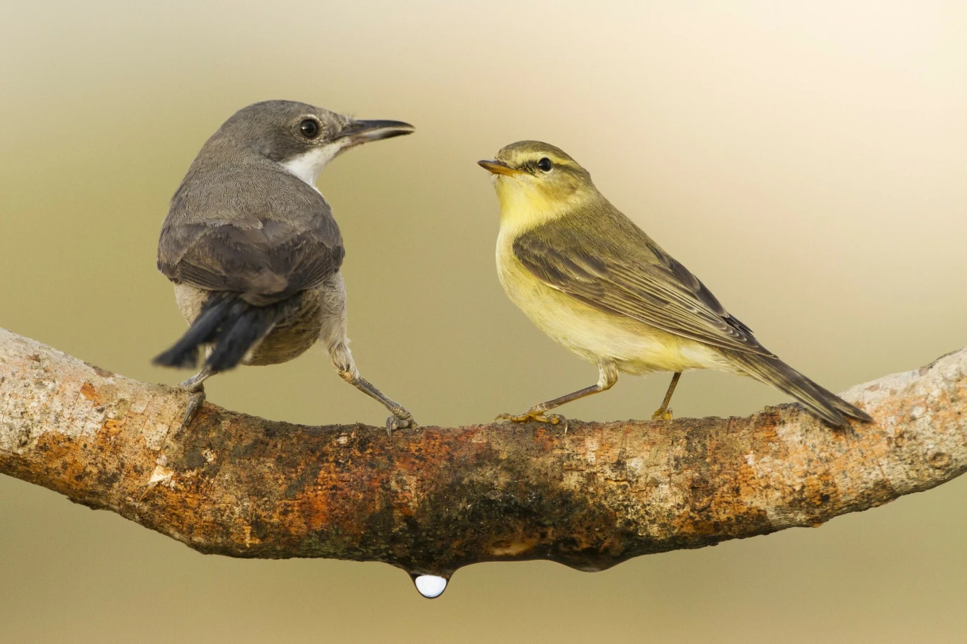 Birdwatching to nowy rodzaj terapiI Dwa małe ptaki siedzące naprzeciwko siebie na suchej, poziomej gałęzi, jeden z szarym upierzeniem, drugi o żółto-oliwkowym kolorze piór.