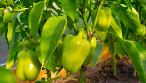 Letni naturalny nawóz z do papryki. Będzie uginać się o soczystych owoców