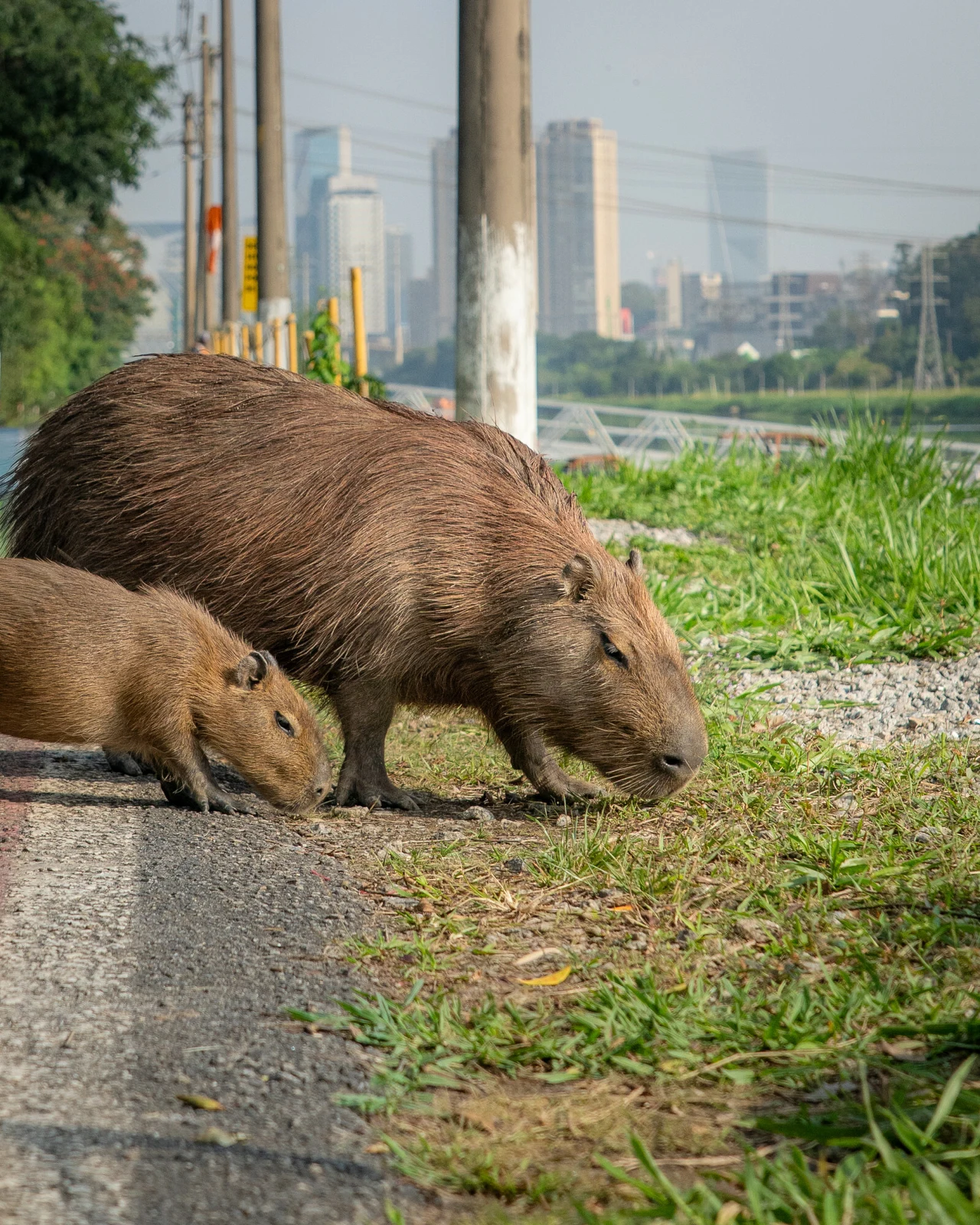 Dwie kapibary, dorosły osobnik i młode, jedzą trawę przy skraju asfaltowej drogi, w tle widoczna nowoczesna zabudowa miasta.