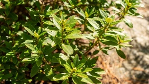 Posadź przy rododendronie. Chronią jego korzenie i poprawiają kwitnienie