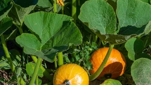 W sierpniu dynia potrzebuje cięcia. Jesienią zbierzesz gigantyczne owoce