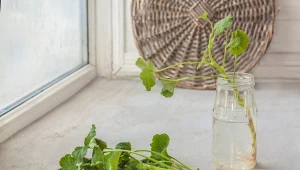 Prosty sposób na rozmnożenie pelargonii. Darmowe kwiaty na przyszły sezon