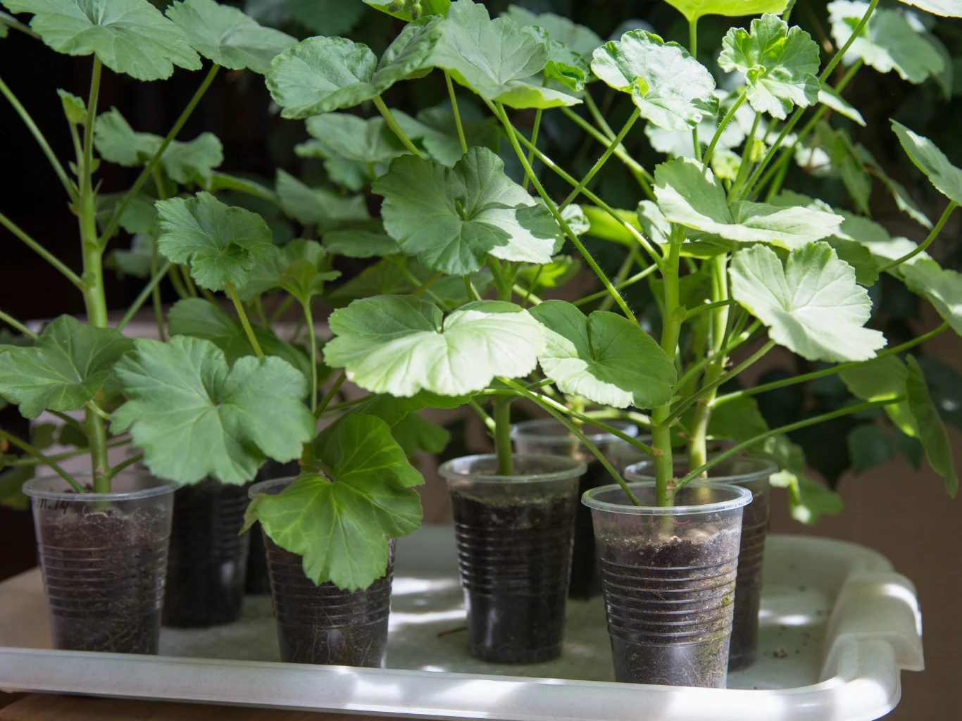 Sadzonki pelargonii umieszczone w plastikowych kubeczkach z ziemią, ustawione na jasnej tacy, liście jasnozielone i zdrowe, rośliny dobrze ukorzenione.