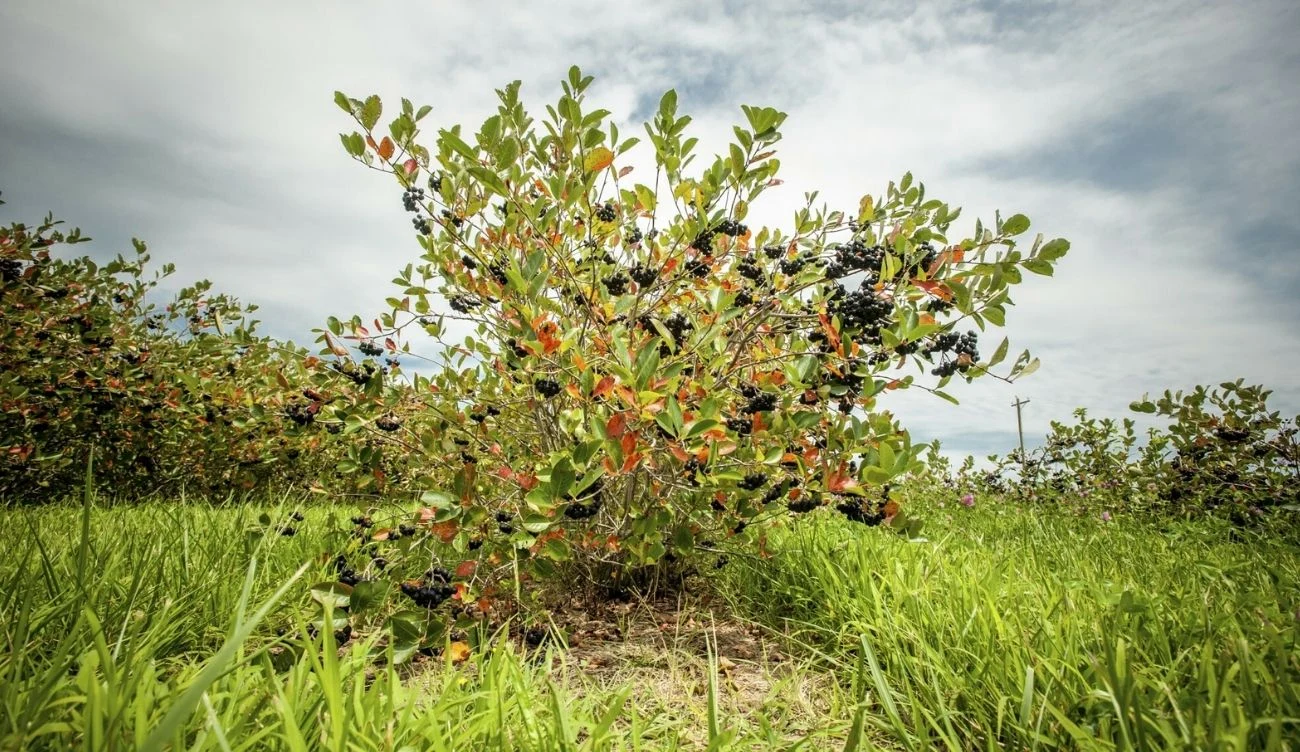 Aronia ustąpiła miejsca borówce amerykańskiej, ale teraz wraca do łask Krzew aronii z dojrzałymi, ciemnofioletowymi owocami wśród zielonej trawy na tle lekko zachmurzonego nieba.