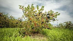 Aronia ustąpiła miejsca borówce amerykańskiej, ale teraz wraca do łask