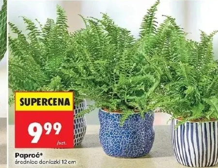 Папороть