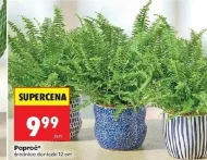 Папороть