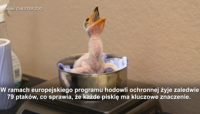 Zagrożone wyginięciem afrykańskie ptaki wyhodowane w brytyjskim zoo