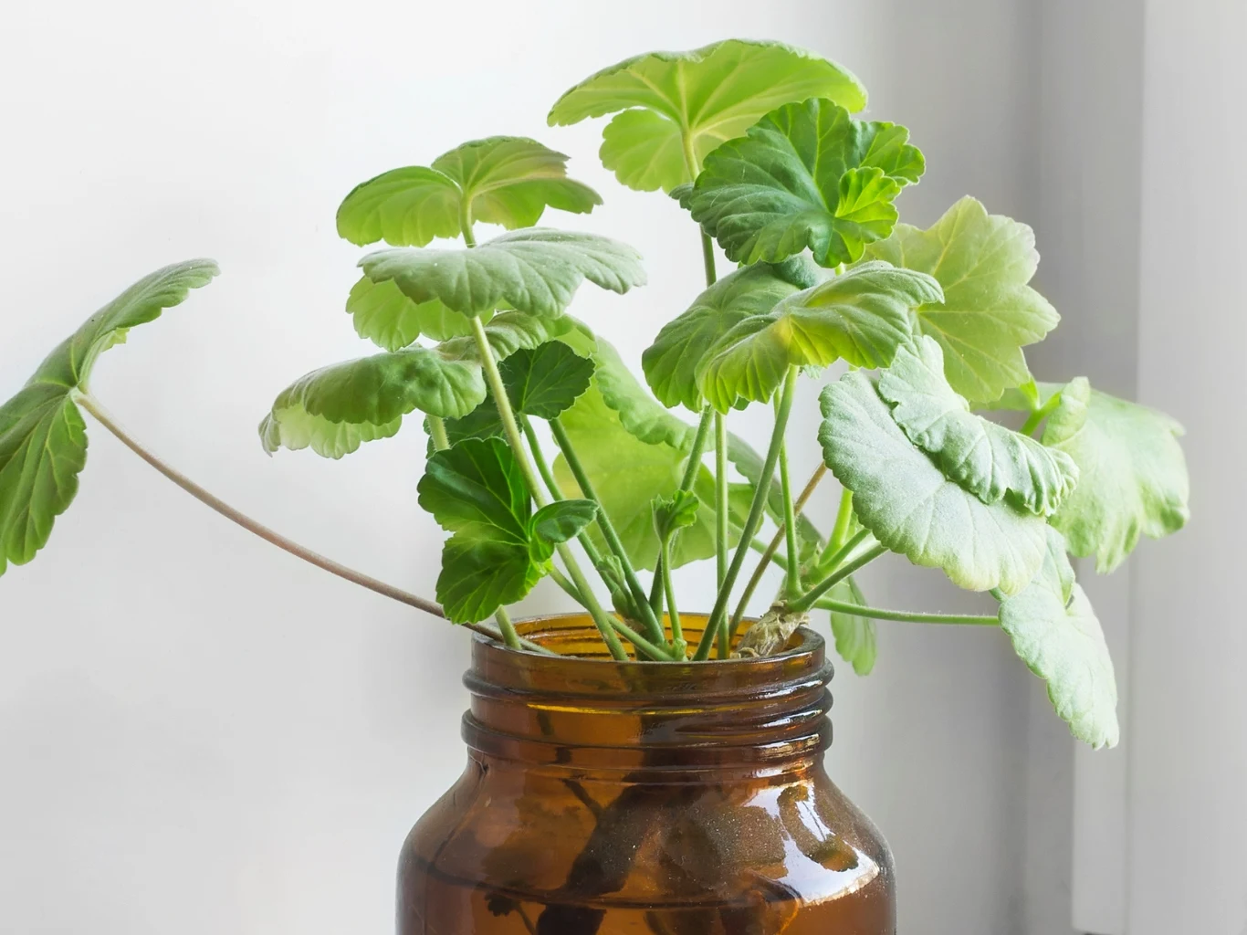 Jak rozmnażać pelargonie z sadzonek pędowych? Sadzonki pędowe pelargonii z zielonymi liśćmi w brązowym słoiku na tle jasnej ściany.