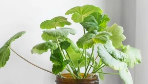Genialny patent na rozmnażanie pelargonii. Teraz jest najlepszy czas
