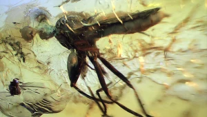 Muchówka z rodziny Diopsidae znaleziona w polskim bursztynie