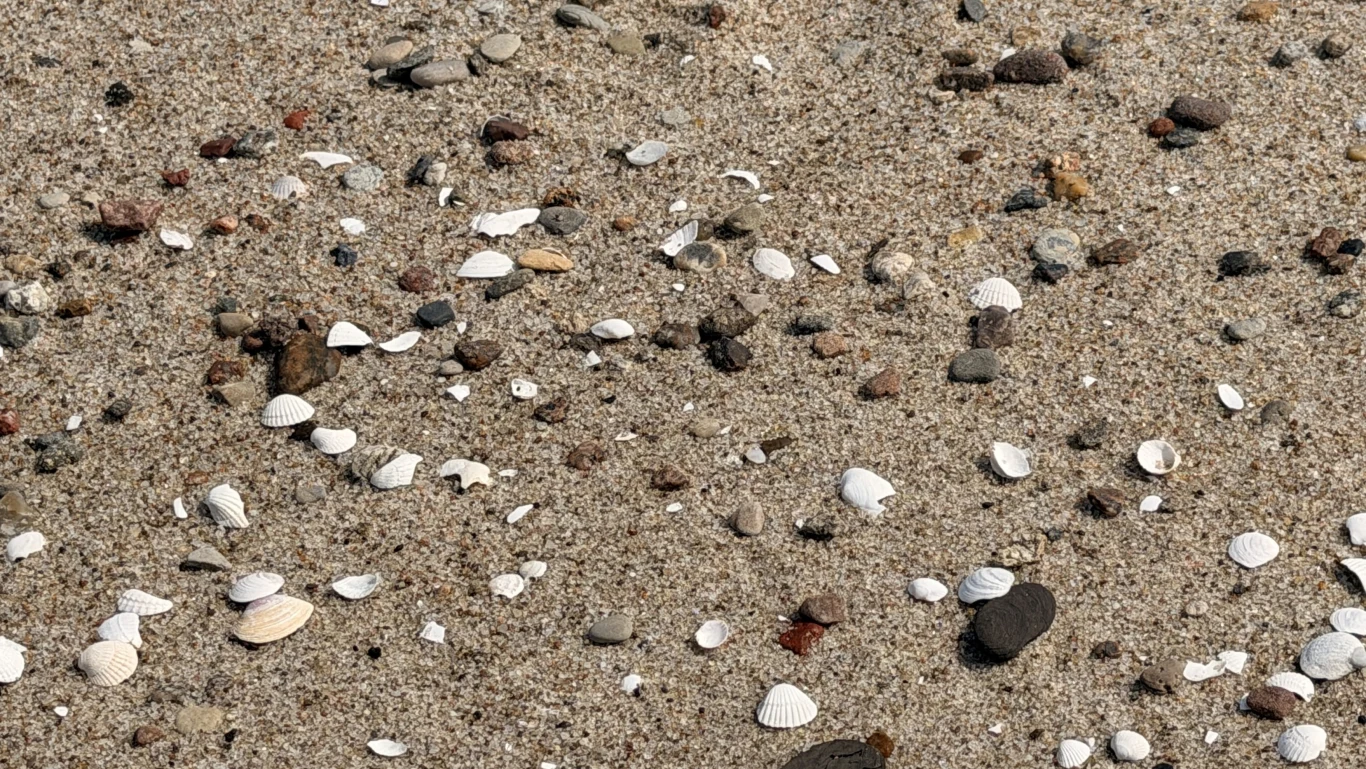 Muszle i drobne kamienie rozsiane na piasku plaży.