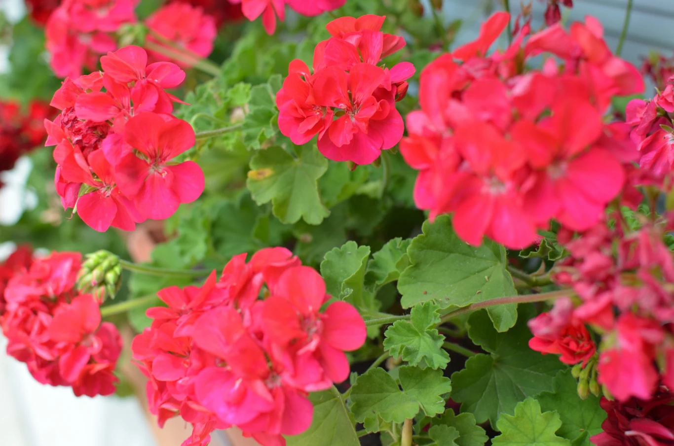 Jak dbać o pelargonie w połowie lata? Intensywnie czerwone kwiaty pelargonii z zielonymi liśćmi w letniej uprawie balkonowej.
