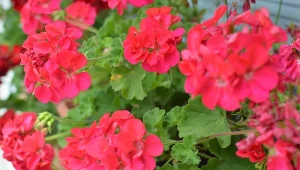 Witaminowy nawóz do pelargonii. Wzmocnione kwitną oficie do przymrozków