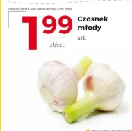 Czosnek