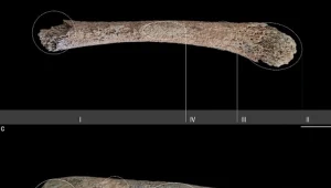 Archeolodzy odkryli w Alpach najstarsze ślady zabiegu porodowego